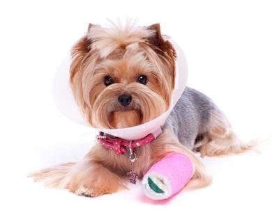 Should You Buy Pet Health Insurance?